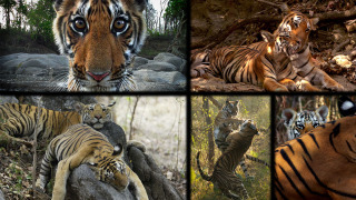 BBC: Тигр – Шпион джунглей сезон 1