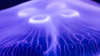 Сериал Круглая планета