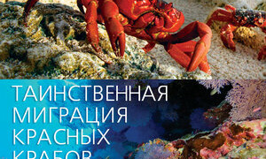 Сериал Таинственная миграция красных крабов