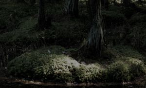 Сериал Тайны болот