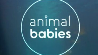 Animal Babies season 1