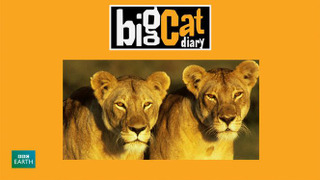 Big Cat Diary season 2