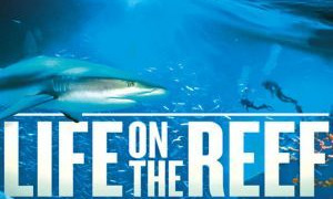 Сериал Life on the Reef