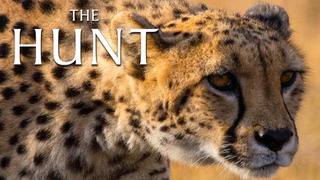 Show The Hunt