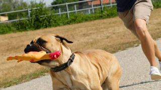 Show Der Bulle und das Biest