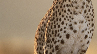 Show The Cheetah Diaries