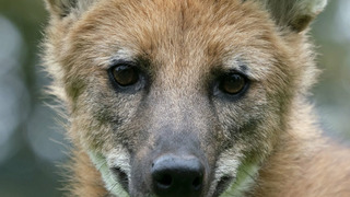 Сериал Dogs in the Wild: Meet the Family