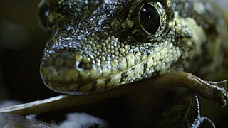 Сериал Wildest New Zealand