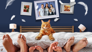 Сериал Котострофа