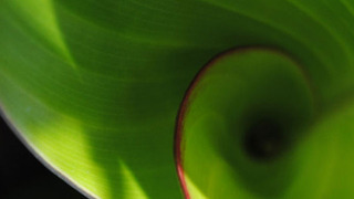 Show Botany: A Blooming History