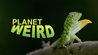 Show Planet Weird