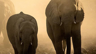 Waterhole: Africa's Animal Oasis season 1