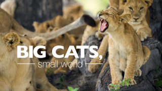 Show Big Cats, Small World