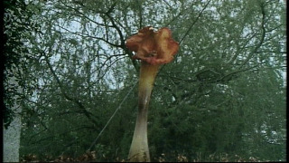 The Day of the Triffids season 1