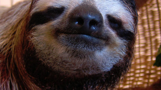 Meet the Sloths сезон 1
