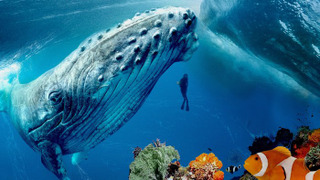 Show Into the Big Blue Heart