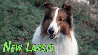 Show The New Lassie