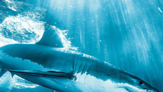 BBC: Вся правда об акулах сезон 1