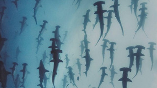 Show Nature's Strangest Mysteries: Solved