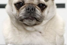 Сериал Тайная жизнь собак	