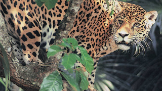 Jaguar Adventure with Nigel Marven season 1