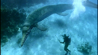 Sea Monsters: A Walking with Dinosaurs Trilogy season 1