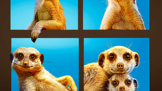 Show Meet the Meerkats
