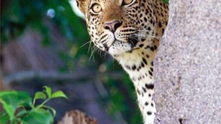 Сериал В дебрях Латинской Америки