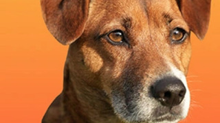 Сериал The Dog House NZ