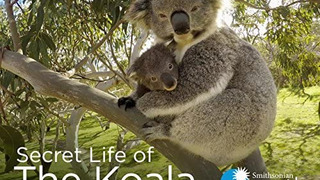 Сериал Secret Life of the Koala