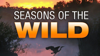 Сериал Seasons of the Wild