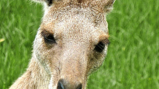 Secret Life of the Kangaroo season 1