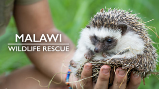 Malawi Wildlife Rescue season 2