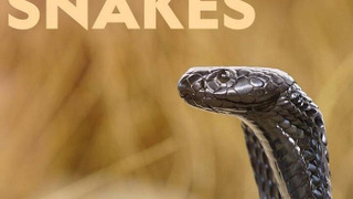 World's Deadliest Snakes сезон 1