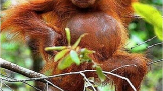 Orangutan Jungle School season 1