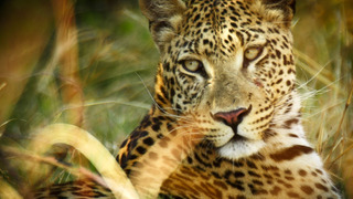 Сериал NatGeo: Африка: Убийцы с фантазией