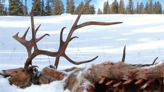 Сериал Animal Crime Scene