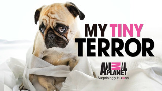 My Tiny Terror season 1