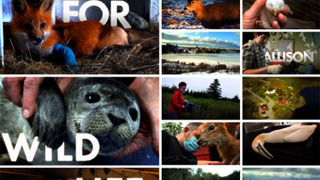 Сериал Hope for Wildlife