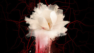 Show The Pike County Murders: A Family Massacre