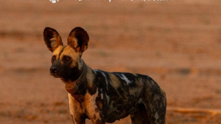 Сериал Wild Dogs: Running with the Pack