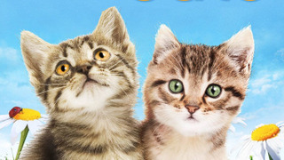Сериал Симпатичные котята и щенки