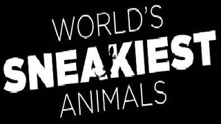 World's Sneakiest Animals сезон 1