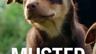 Show Muster Dogs