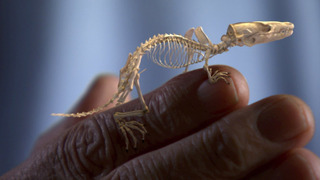 Show David Attenborough's Rise of Animals: Triumph of the Vertebrates