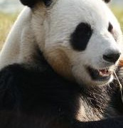 Giant Pandas Go Wild season 1
