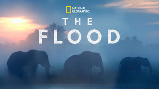 Show The Flood