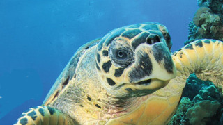 Сериал Waterworld Africa