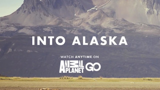 Заповедная Аляска  сезон 1