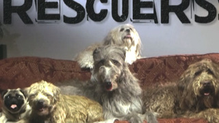 The Dog Rescuers with Alan Davies season 5
